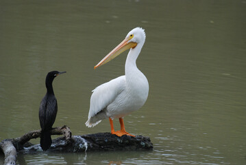 American White Pelican (Pelecanus erythrorhynchos) standing beside the water with a Neotropic Cormorant (Nannopterum brasilianum). Pelicans are large water birds with long bills and big pouches.