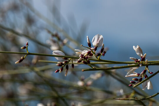 Close up of White Broom, the bush with white flowers called Rotem in Hebrew, scientific name  Retama raetam in the Golan Heights in Israel.