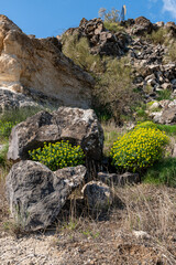  Euphorbia polychroma common name Cushion Spurge in the Golan Heights in Israel.
