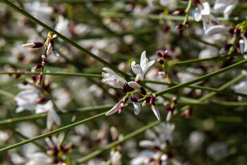 Close up of White Broom, the bush with white flowers called Rotem in Hebrew, scientific name  Retama raetam in the Golan Heights in Israel.