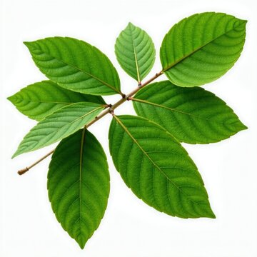 Isolated Gum Elemi Leaves on White Background, botanicals, nature, elemi bark