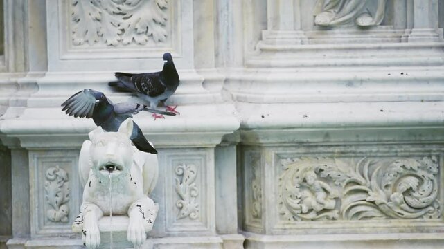 Couple pigeons resting on a decorative fountain Fontana Della Birretta sculpture with intricate designs in Siena, Tuscany, Italy