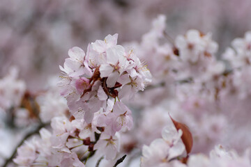 北海道　満開の桜