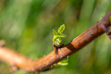 young raspberry leaves emerge after the winter break. signs and beginnings of spring in nature.