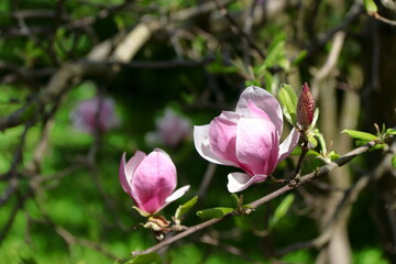 Magnolia flower in full bloom.