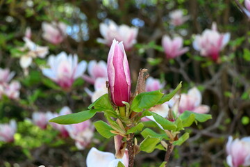 Magnolia flower in full bloom.