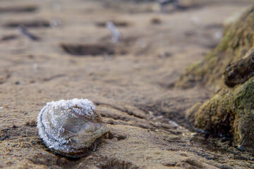 frost frosted clam shell on winter lake beach during sunrise.