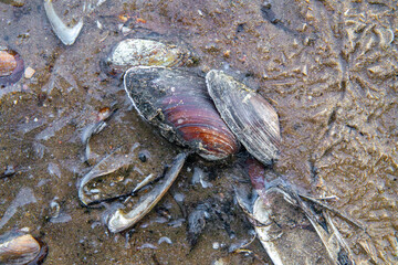 frost-frosted clam shell on wooden pier on winter lake during sunrise.