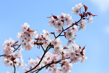 北海道　満開の桜