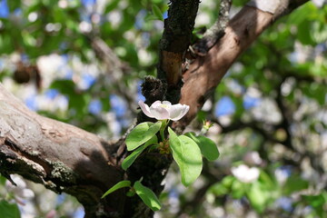 Quince blossoms.