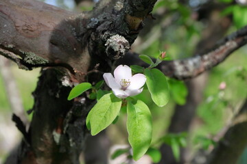 Quince blossoms.