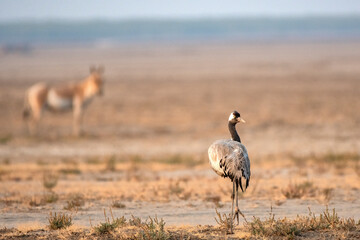 Common Crane and Wild Ass Grazing at Little Rann of Kutch