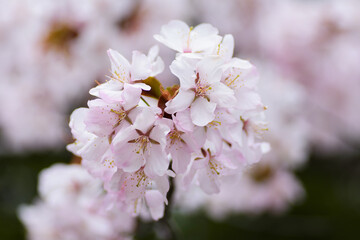 北海道　満開の桜
