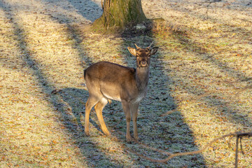 A male deer, i.e. a goat (deer), a wild animal in the forest against the background of the rising winter sun. chiaroscuro and sun rays in the forest. wild hoofed animal in the bush.
