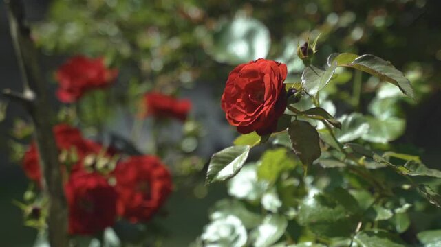 Fleurs de Rosier rouges dans le jardin en &eacute;t&eacute;