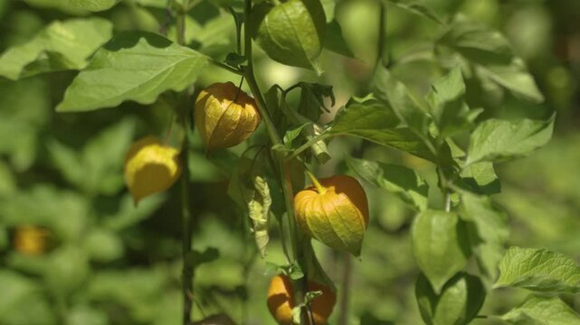 Calice Fleur Lanterne Amour en Cage Physalis Alkekengi