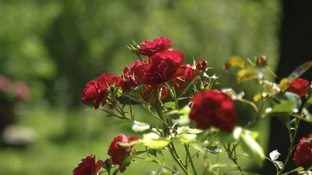 Fleurs de Rosier rouges dans le jardin en &eacute;t&eacute;
