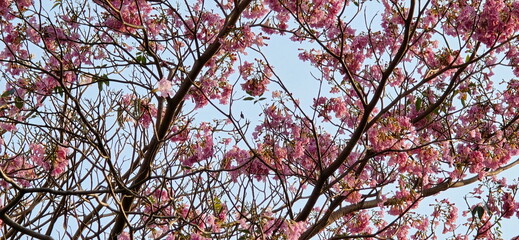 Trumpet-shaped flowers of the Pink Trumpet shrub. Pink Trumpet Tree blooms on the tree in the morning. Pink Tecoma often blooms all at once, creating beautiful sight. Planted for shade - decoration 
