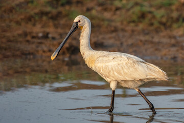Eurasian Spoonbill foraging in shallow water at Little Rann of Kutch