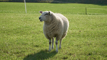 A sheep in a grazed meadow