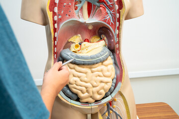 Student teenage learning anatomy biology with human body model in classroom at high school.