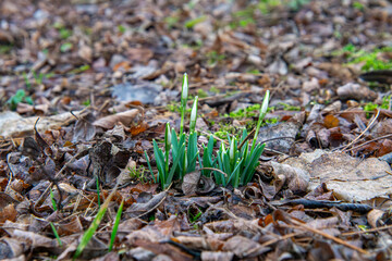 the first young snowdrops in the grass and old yellow-orange leaves from autumn. nature coming to life after winter. first signs of spring.