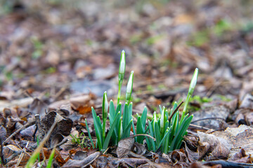 the first young snowdrops in the grass and old yellow-orange leaves from autumn. nature coming to life after winter. first signs of spring.