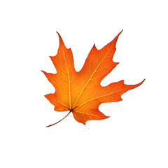 single autumn maple leaf