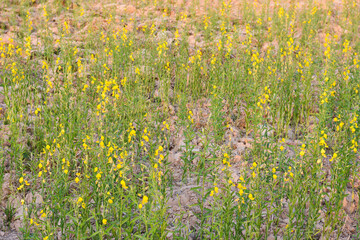 A field with many small yellow flowers growing among the green stems and leaves.