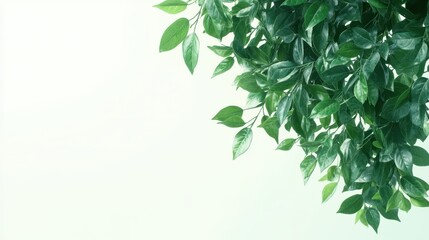 Obraz premium A vibrant green plant with lush leaves cascading gracefully from its branches, showcasing its natural beauty and vitality.