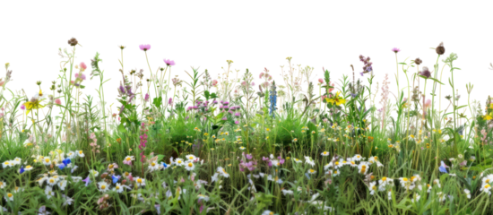 PNG Wild summer flower bushes flowers background blossoms.