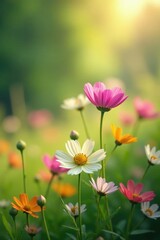 Fototapeta premium Soft petals of wildflowers bloom in the meadow, serene, serenity, wildflowers