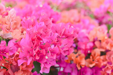 Several pink flowers in full bloom. These flowers come in a variety of shades of pink, ranging from light pink to dark pink.