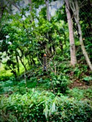 spider on a web