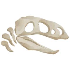 watercolor skull