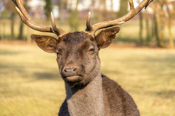 common deer is a large mammal from the deer family. a wild animal with large, impressive antlers in natural conditions.