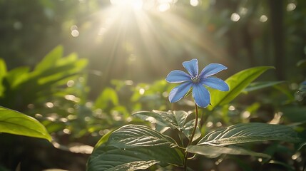 Single blue flower in sunlight, lush green foliage.
