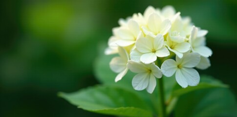 Obraz premium A delicate white hydrangea starts to unfurl its petals, stem, growth