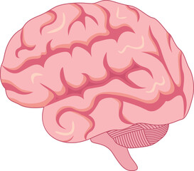 Human Brain Anatomy Design Vector Illustration