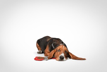 Adorable cute smart sad dog posing