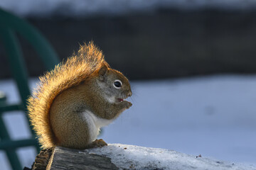 Winter Scene in Windsor in Upstate NY.  Winter snow covers everything on this Cold Day.