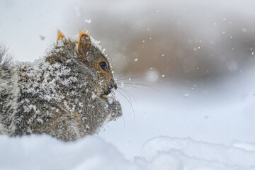 Winter Scene in Windsor in Upstate NY.  Winter snow covers everything on this Cold Day.