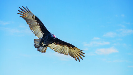 The California Condor, Gymnogyps californianus is a critically endangered vulture with a massive wingspan, symbolizing conservation efforts