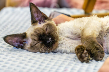 purebred cat devon dex while sleeping on a soft blanket at the exhibition of purebred cats