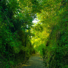 The road in forest covered with green leaves and trees