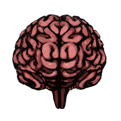 Realistic Human Brain Illustration (color)