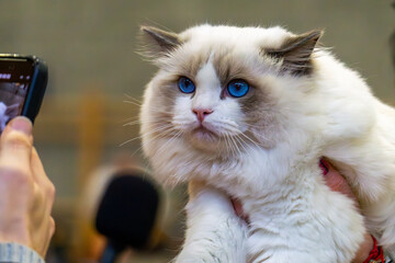 exhibition of purebred cats in the hall. an elderly woman holds a beautiful, plump ragdoll cat with...