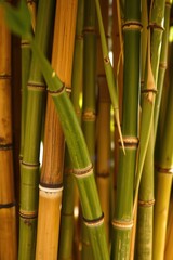 Lush bamboo stalks create a natural screen with varying green and tan tones in vertical composition.