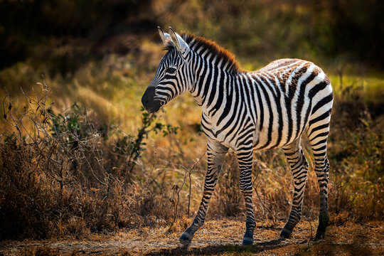 Adorable baby zebra with soft fur and distinct black-and-white stripes in the wild