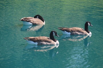 Canadian geese swimming on green river water background, closeup